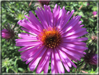 foto Fiori